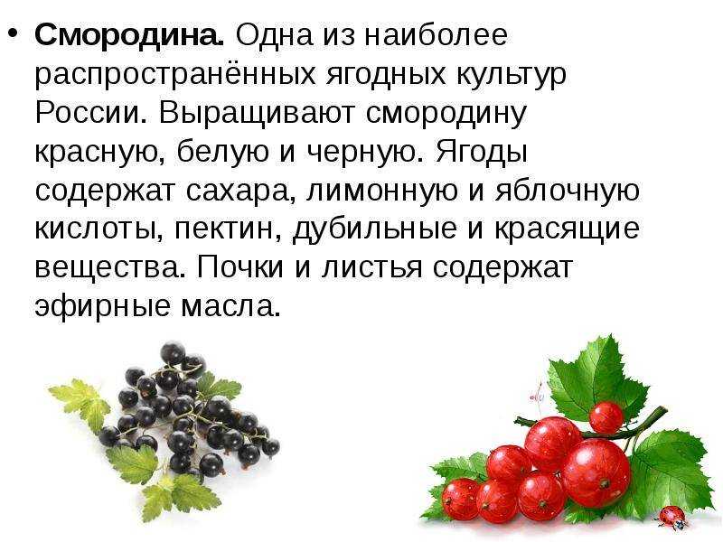 Компот из красной смородины пошаговый рецепт быстро и просто от ирины наумовой