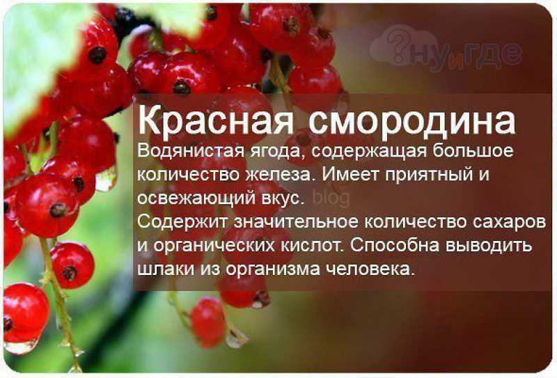 Рецепты приготовления компота из красной смородины на зиму без стерилизации