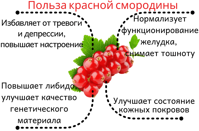 Компот из красной смородины - 5 простых рецептов на зиму без стерилизации