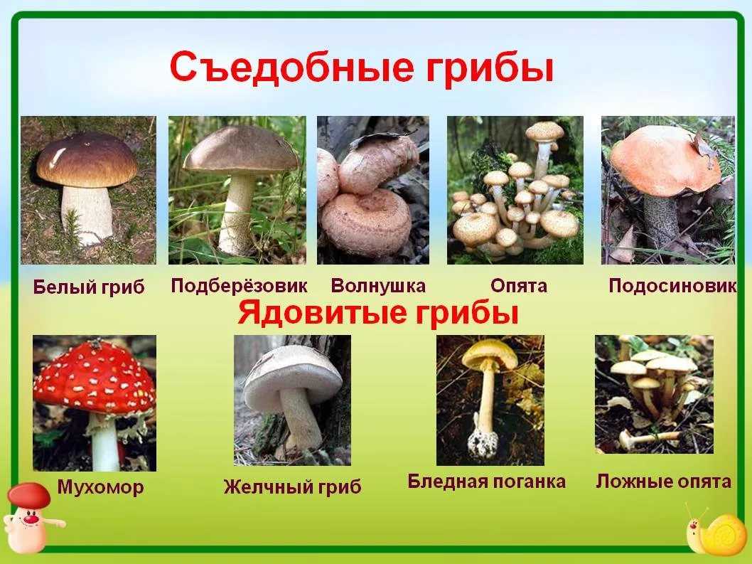 Какие грибы можно есть сырыми