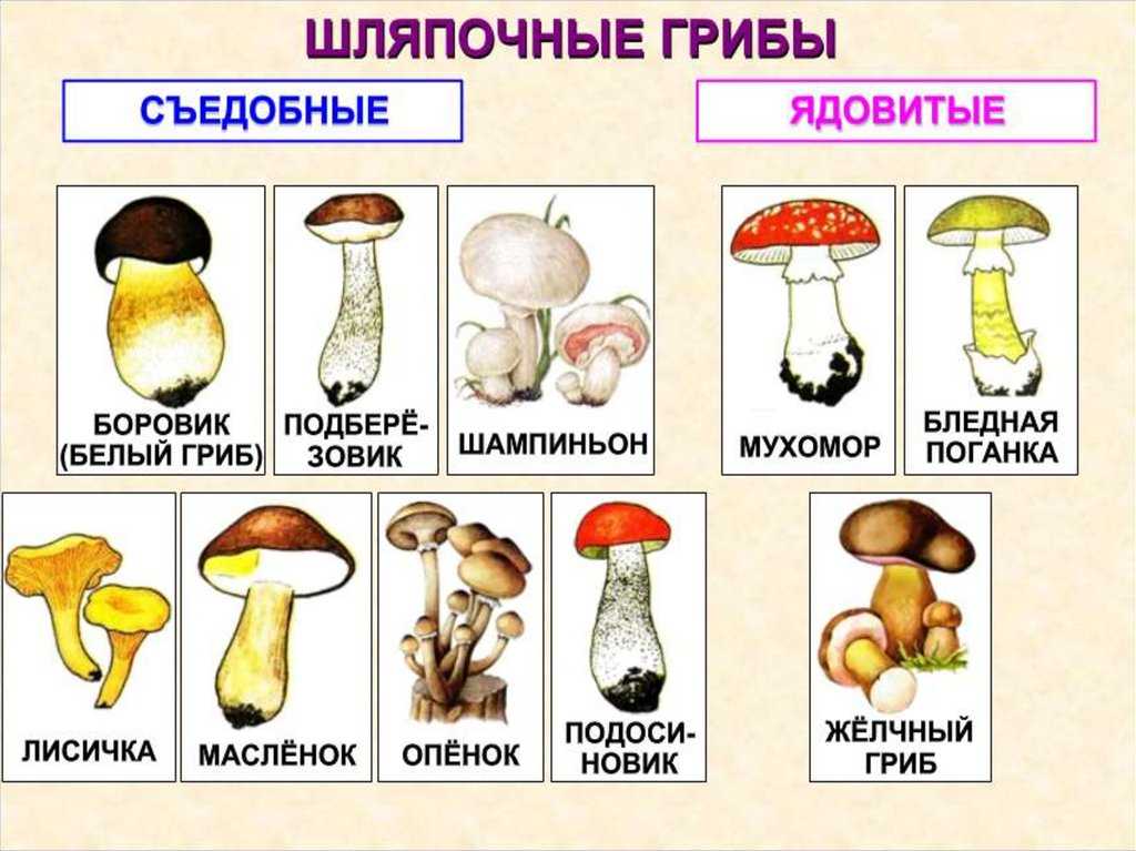 Грибы в условиях выживания! какие грибы едят сырыми?