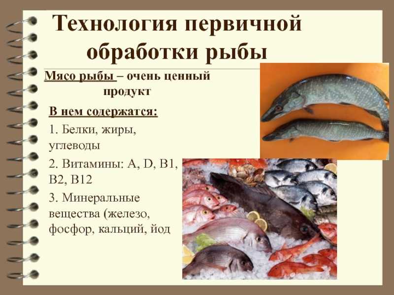 Организация обработки рыбы. Пищевая ценность рыбы схема. Порядок обработки рыбы. Первичная обработка рыбы. Первичная кулинарная обработка рыбы.