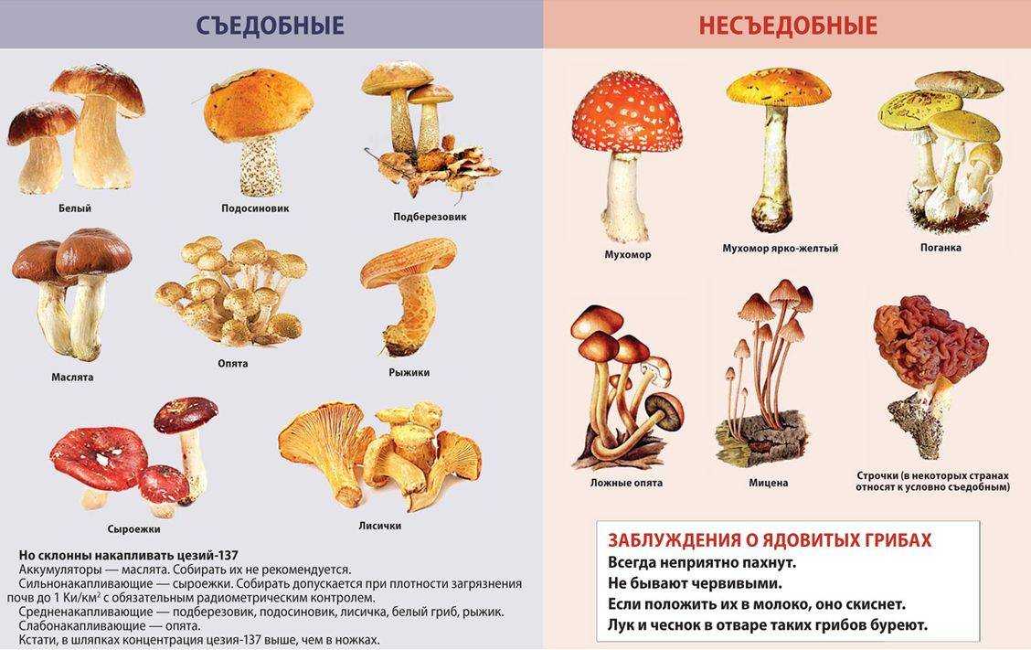 Какие можно есть грибы в лесу сырыми, список грибов