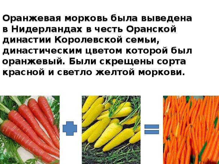 Форшмак из селедки: классический рецепт по-одесски и еврейский вариант, популярные версии закуски с морковью и плавленым сыром + отзывы