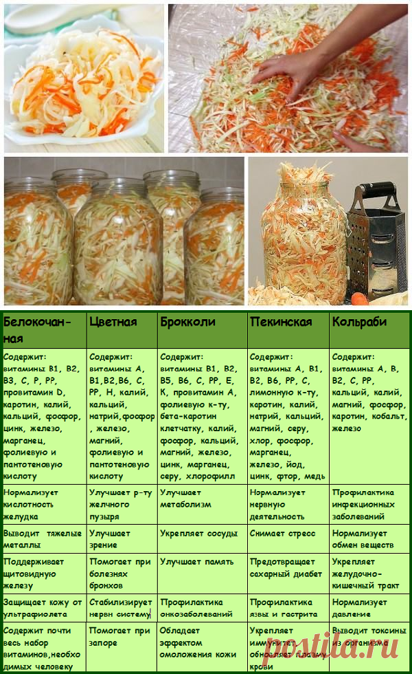 Квашеная капуста – пожалуй, самый простой рецепт сохранения этого полезного овоща Рецепты квашенной капусты Советы как приготовить вкусную квашеную капусту на зиму Заготовки на зиму из капусты Всё про заготовки на зиму