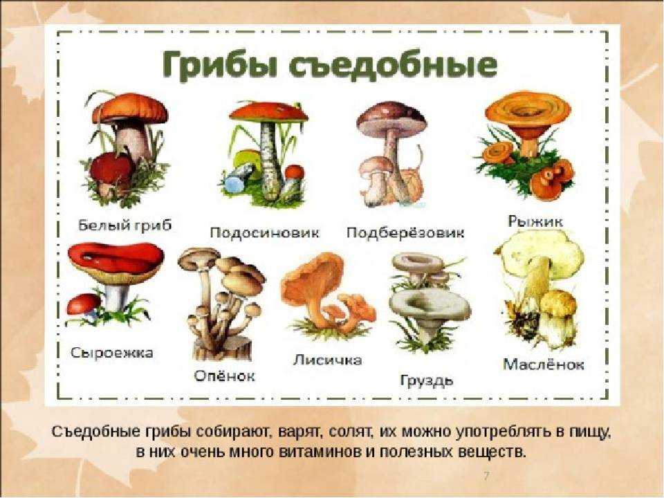 Грибы, которые можно употреблять в сыром виде