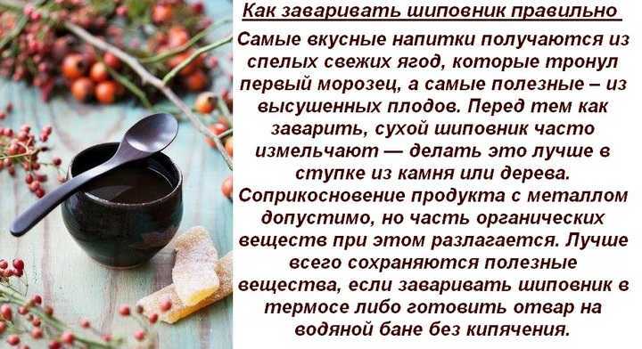 Шиповник в термосе — как заваривать, сколько, как правильно пить