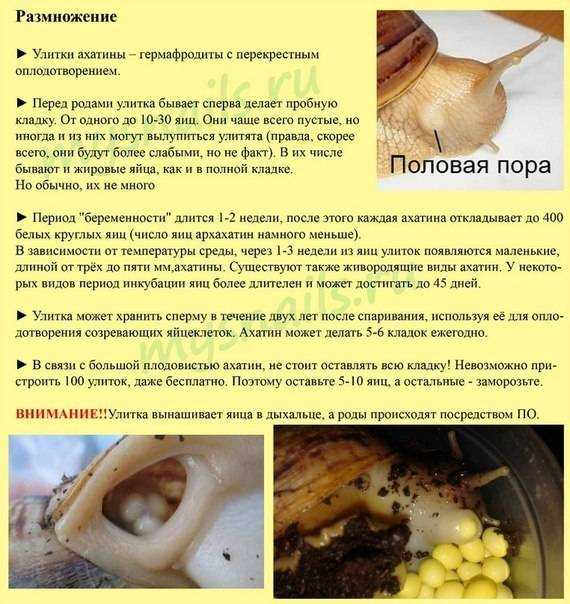 Виноградная улитка – как едят виноградных улиток. как приготовить виноградных улиток. рецепты с улитками
