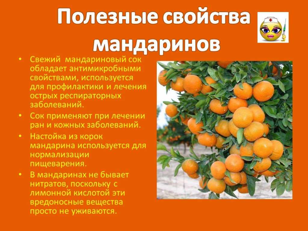 Как сушить мандарины для декора, 6 способов сушки с подробным описанием