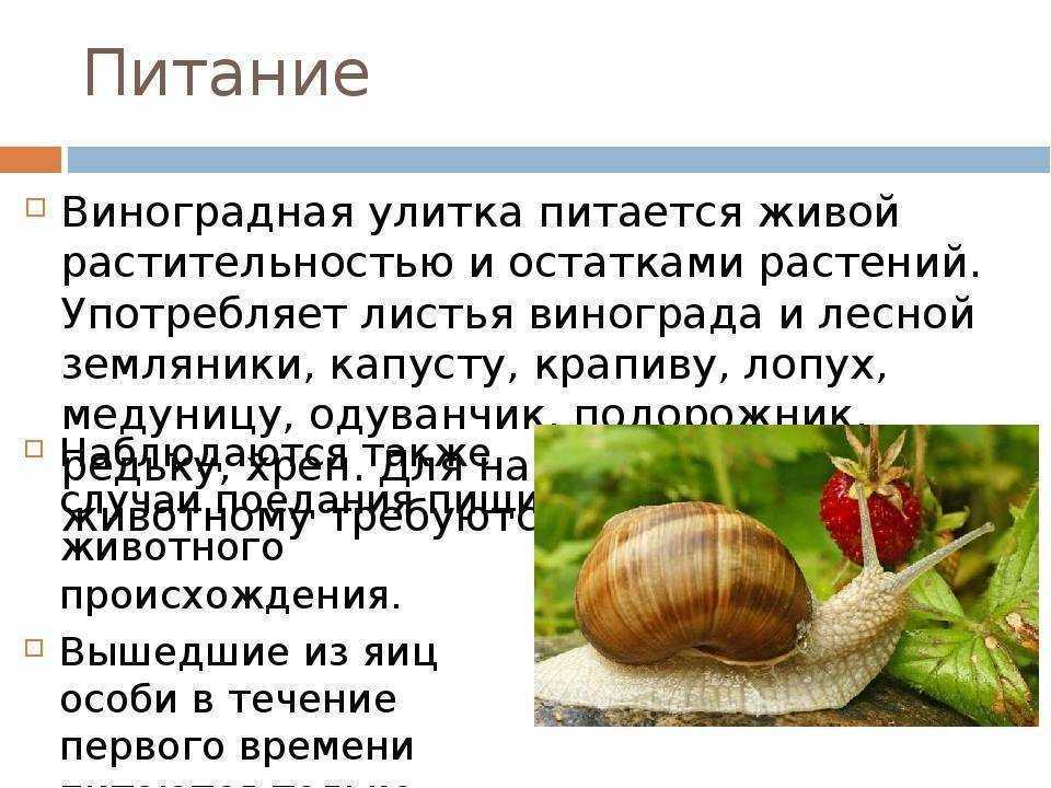 Обработка и приготовление виноградных улиток. приготовление виноградных улиток в домашних условиях