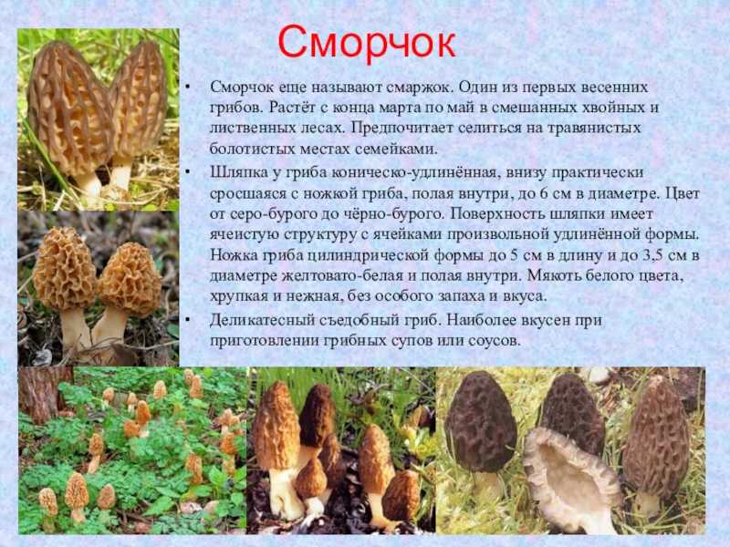 Как приготовить сморчки (грибы) - рецепты приготовления    :: клео.ру