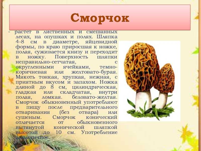 Сморчки и строчки | лесная кладовая