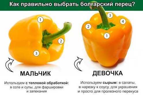 Болгарский сладкий перец: польза и вред для организма. паприка, калорийность и рецепт блюда