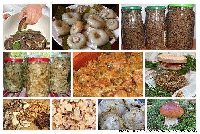 Как правильно солить белые грибы на зиму: самые вкусные рецепты – будь в теме