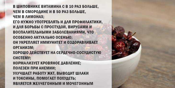 Шиповник – полезные свойства, состав и противопоказания (+ 17 фото)