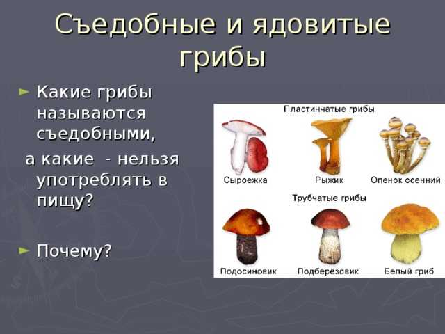 Какие грибы можно есть сырыми: +27 фото, описание и названия