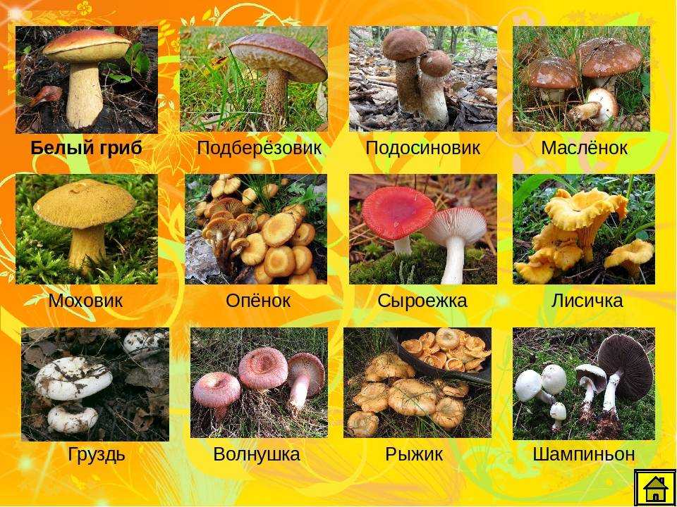 Какие грибы едят сырыми Подробно о том, какие грибы можно есть сырыми Как правильно их приготовить Рецепты с сырыми грибами Всё про грибы