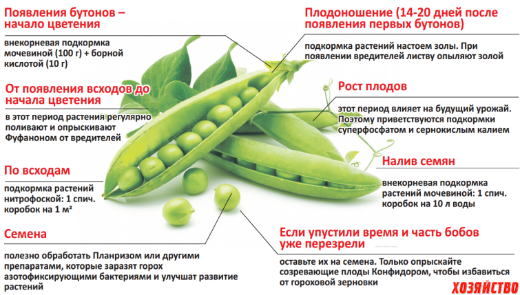Рагу овощное с брокколи и кабачком
