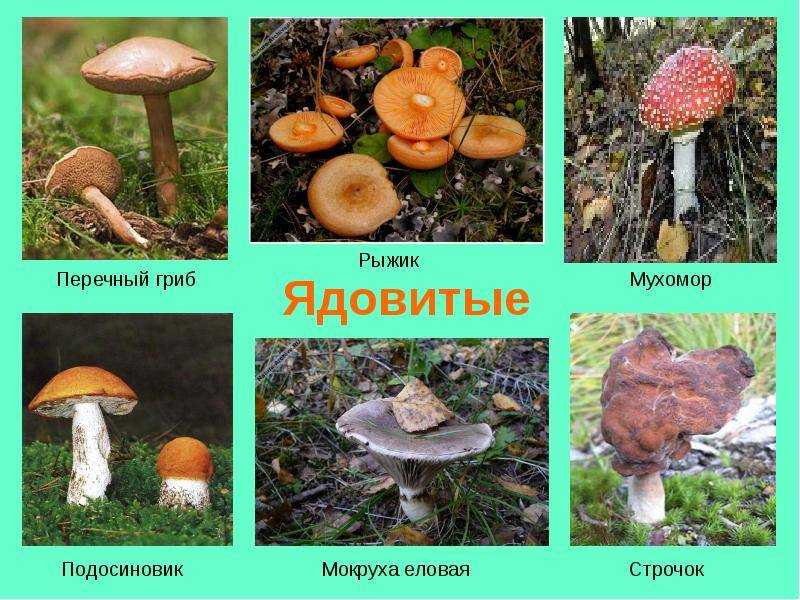 Рыжики: состав, калорийность, польза, рецепты